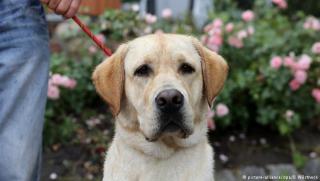 Шановні мешканці нашого міста просимо дотримуватися правил утримання домашніх тварин