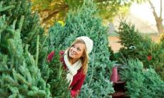 На території району розпочато торгівлю ялинками та новорічними іграшками