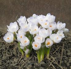 Ранньоквітучі весняні рослини