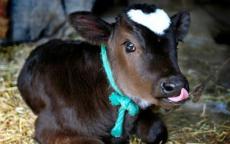 Дотація за утримання та збереження молодняку великої рогатої худоби