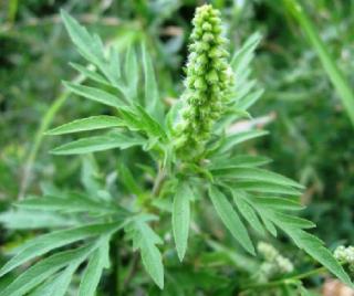 Про результати дослідження методів боротьби з карантинними рослинами