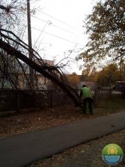 Догляд за зеленими насадженнями в осінній період!