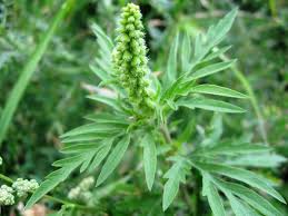 Приєднуємось до соціально-екологічної акції з боротьби з карантинними бур’янами