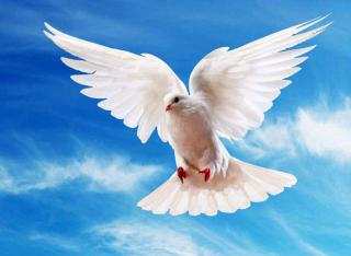 Акція «Голуб миру» до дня Перемоги!