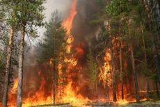 Запобігти лісовим пожежам