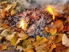 Спалення опалого листя!